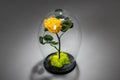 Yellow eternal rose under the glass dome