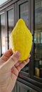 Yellow etrog with an ancient library background