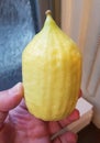 Yellow etrog