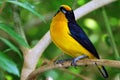 Yellow Euphonia