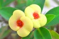 Yellow Euphorbia milii yellow-Indoor flowering red plant with thorns on a blurry background with copy space. Royalty Free Stock Photo