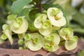 Yellow Euphorbia milli or Crown of Thorns flower bloom in pot in the garden. Royalty Free Stock Photo