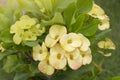 Yellow Euphorbia milli or Crown of Thorns flower bloom in pot in the garden on blur nature background. Royalty Free Stock Photo