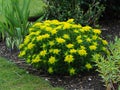 Yellow Euphorbia polychroma flowers in a garden Royalty Free Stock Photo