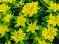 Yellow Euphorbia polychroma flowers seen from above