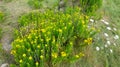 Yellow Euryops chrysanthemoides or golden African daisy flowers. Argyranthemum shrub, Marguerite daisies or dill daisy bush is