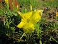 Yellow evening primrose Calylophus serrulatus Royalty Free Stock Photo