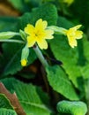 Yellow Evening Primrose Wildflowers Royalty Free Stock Photo