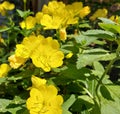 yellow evening primrose flowers bloom in the garden. plants summer. Royalty Free Stock Photo