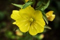 Yellow Evening Primrose flowers and green leaves on dark blurry background top down plant view Royalty Free Stock Photo