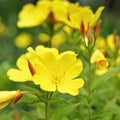 Yellow Evening Primrose Flowers Square. Closeup Royalty Free Stock Photo