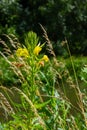 Yellow evening primrose Oenothera biennis, medicine plant for cosmetics, skin care and eczema Royalty Free Stock Photo