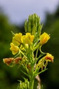 Yellow evening primrose Oenothera biennis, medicine plant for cosmetics, skin care and eczema Royalty Free Stock Photo