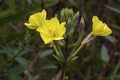 Yellow evening primrose (Oenothera biennis), medicine plant Royalty Free Stock Photo