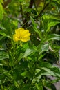 Yellow evening primrose Oenothera biennis, medicine plant for cosmetics, skin care and eczema Royalty Free Stock Photo