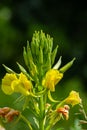 Yellow evening primrose Oenothera biennis, medicine plant for cosmetics, skin care and eczema Royalty Free Stock Photo