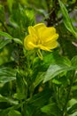 Yellow evening primrose Oenothera biennis, medicine plant for cosmetics, skin care and eczema Royalty Free Stock Photo