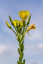 Yellow evening primrose Oenothera biennis, medicine plant for cosmetics, skin care and eczema Royalty Free Stock Photo