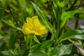 Yellow evening primrose Oenothera biennis, medicine plant for cosmetics, skin care and eczema Royalty Free Stock Photo