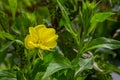 Yellow evening primrose Oenothera biennis, medicine plant for cosmetics, skin care and eczema Royalty Free Stock Photo