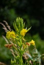 Yellow evening primrose Oenothera biennis, medicine plant for cosmetics, skin care and eczema Royalty Free Stock Photo