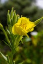 Yellow evening primrose Oenothera biennis, medicine plant for cosmetics, skin care and eczema Royalty Free Stock Photo