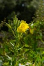 Yellow evening primrose Oenothera biennis, medicine plant for cosmetics, skin care and eczema Royalty Free Stock Photo