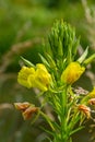 Yellow evening primrose Oenothera biennis, medicine plant for cosmetics, skin care and eczema Royalty Free Stock Photo