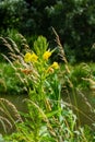 Yellow evening primrose Oenothera biennis, medicine plant for cosmetics, skin care and eczema Royalty Free Stock Photo