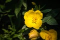 Yellow Evening Primrose with three flowers and green leaves, macro Royalty Free Stock Photo