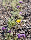 Yellow Evening Primrose wild flower in desert