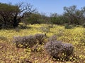 Yellow Everlasting and Pink Shrub Wildflowers in Western Australian outback