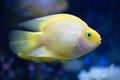 Yellow exotic fish swim in deep blue water side view