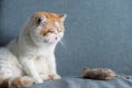 yellow Exotic shorthair cat and fake mouse