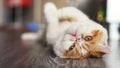 yellow Exotic shorthair cat lie down and look at camera Royalty Free Stock Photo