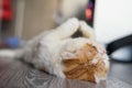 yellow Exotic shorthair cat lie down to rest Royalty Free Stock Photo