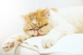 yellow exotic shorthair cat sleep or nap on bed Royalty Free Stock Photo