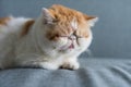 yellow Exotic shorthair cat sleep or nap on gray sofa bed Royalty Free Stock Photo