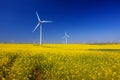 Yellow expanse with rapeseed flowers and the background wind turbines