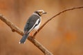 Yellow eye bird from Africa. White-crested helmetshrike, Prionops plumatus, bird siting on the tree branch, Mana Pools NP,