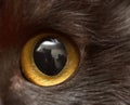 Yellow eye of a black cat as a background Royalty Free Stock Photo