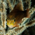 yellow eye cardinalfish closeup Royalty Free Stock Photo
