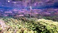 Yellow Eye Mullet swimming up a Freshwater Creek Royalty Free Stock Photo