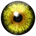 Yellow eye texture Royalty Free Stock Photo