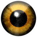 Yellow eyeball with white background