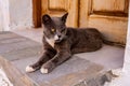 Yellow eyed angry grey and white cat lying at the doorstep in Plaka Town, Milos Island, Greece