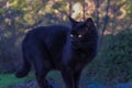 yellow-eyed beautiful black cat Royalty Free Stock Photo