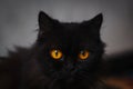 Yellow-eyed Black Cat Against A Gray Background