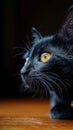 Yellow eyed black cat gazes at the camera, mysterious and captivating