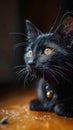 Yellow eyed black cat gazes at the camera, mysterious and captivating